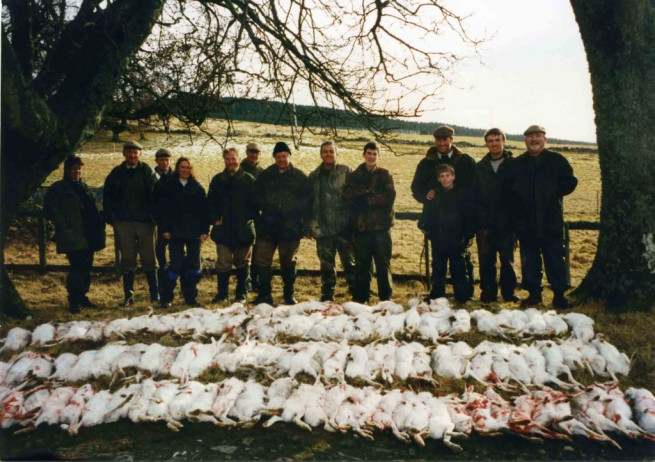 hares_angusglens_feb2015_113-hares-killed-driven-shooting