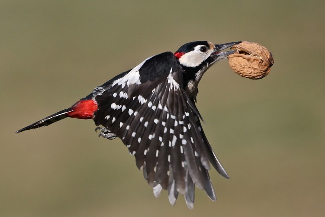 King-Great-Spotted-Woodpecker-660x440